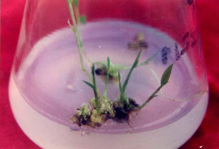 Germination Maximum germination frequency of 65% was observed on MS medium
