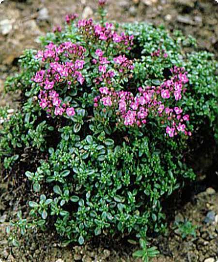 MOTHER OF THYME (Thymus