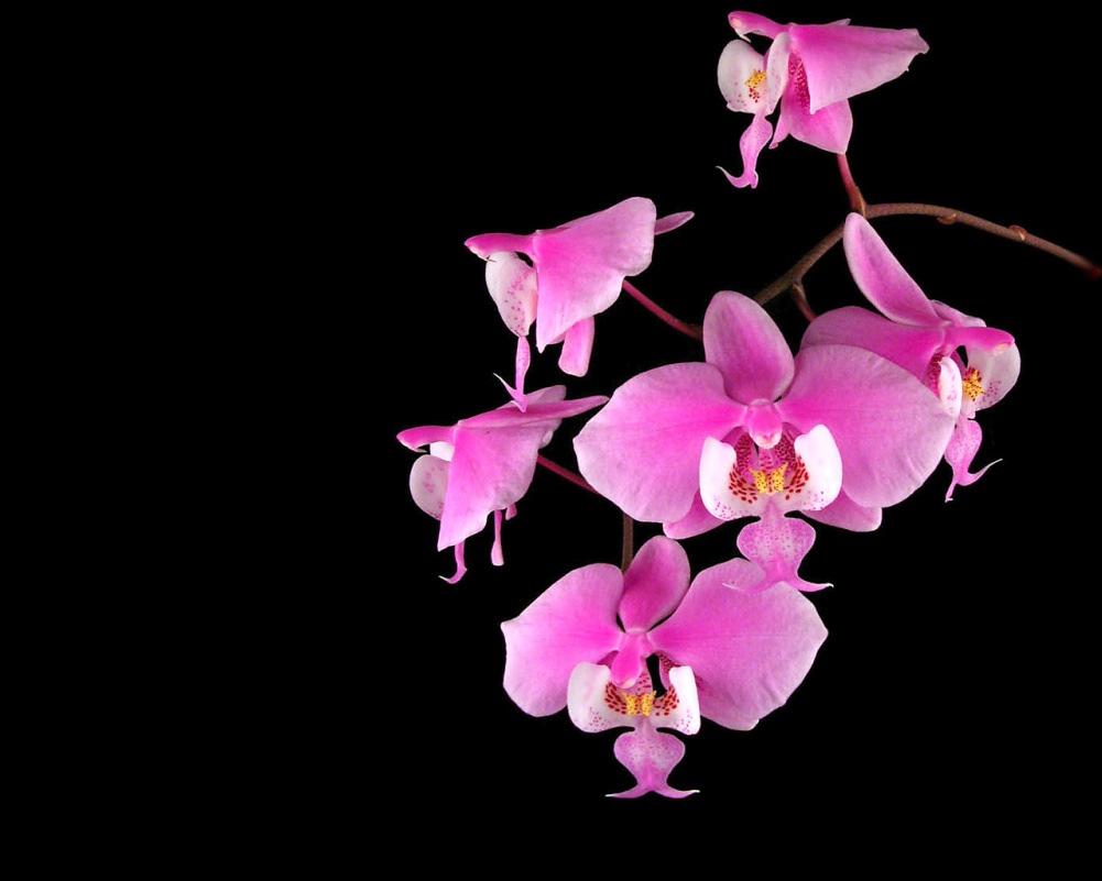 Description Moth Orchid Phalaenopsis