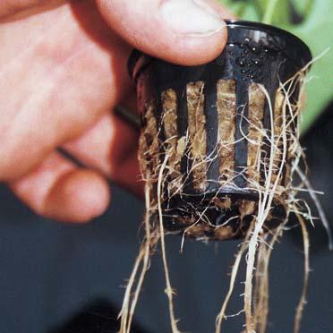 A propagation block comprises any artificial or soil-less medium in which the transplant is raised from seed or cutting.