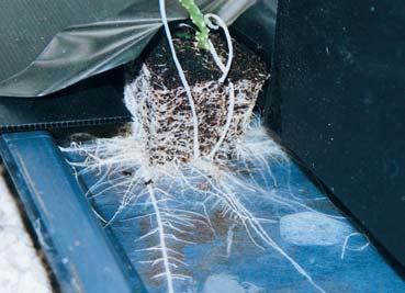 THE FIRST FEW DAYS THESE ARE VITAL TO SUCCESS IN NFT. THE SUCCESSFUL TRANSPLANT QUICKLY PROJECTS ROOTS FROM THE PROPAGATION BLOCK AND INTO THE WATER FLOW.