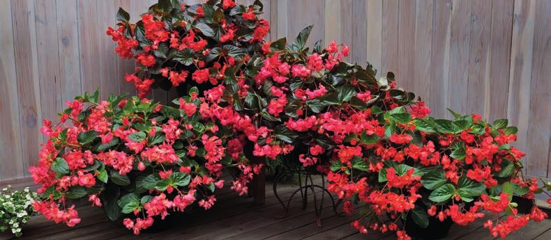 season extenders in large pots & baskets Perfect for