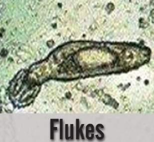 The Gill Fluke will lay eggs, but the Skin Fluke spawns live young.