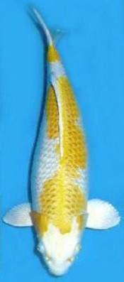As a two-colored all metallic koi, they are classified in the Hikarimoyo-mono, meaning one color (mono) on a platinum (hikari) background.