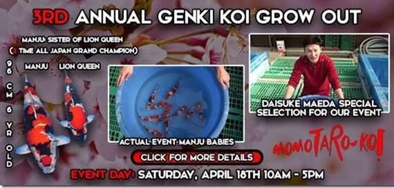Upcoming koi shows/events Genki Koi grow out event: April 18th 10am-5pm 1850 S.
