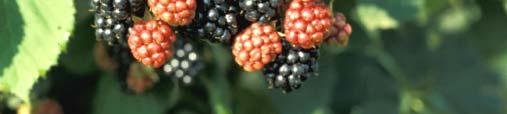 Berries firm, and hold up better than Triple Crown Plants vigorous and