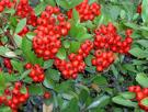 Pyracantha is an evergreen shrub that grows to 5 meters in height and width. It grows quickly and is trouble free for bonsai.