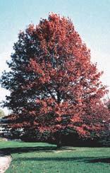 Ginko biloba Maidenhair Tree Nyssa sylvatica Black Gum Platanus x acerifolia Bloodgood London Planetree Quercus coccinea Scarlet Oak