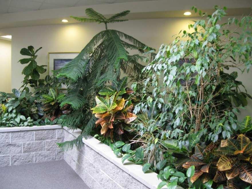 Managing Interior Plant Pests Category 307 Interior Plants Benefits of Interior Plants Considerable health benefits: Increase oxygen, reduce carbon dioxide Raise humidity