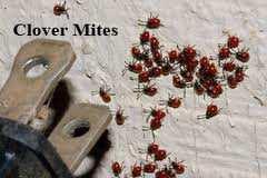 Spider Mites Two-spotted spider mites infest a wide range of plants Prefer warm, dry conditions most commonly found on indoor plants with good sunlight Clover Mites An
