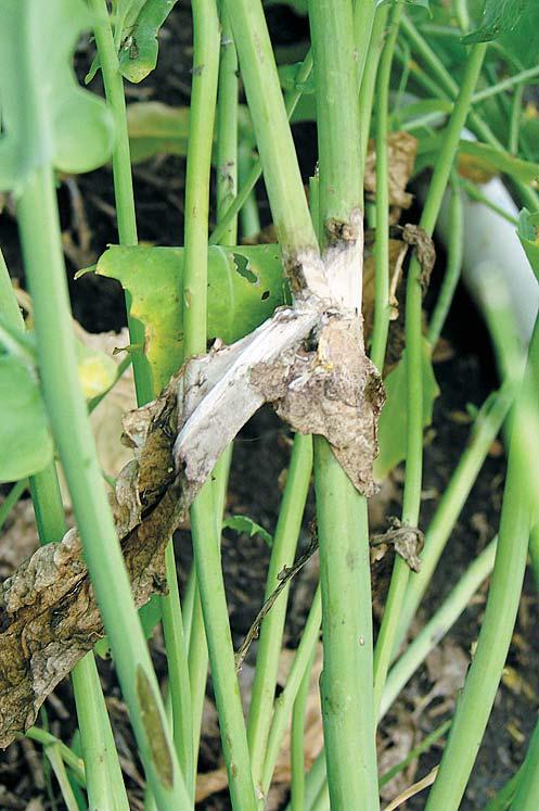 Cause The fungal pathogen Sclerotinia sclerotiorum causes sclerotinia (also called white mold) in more than 400 different plant species, including canola, dry beans, soybeans, sunfl owers, fl ax and