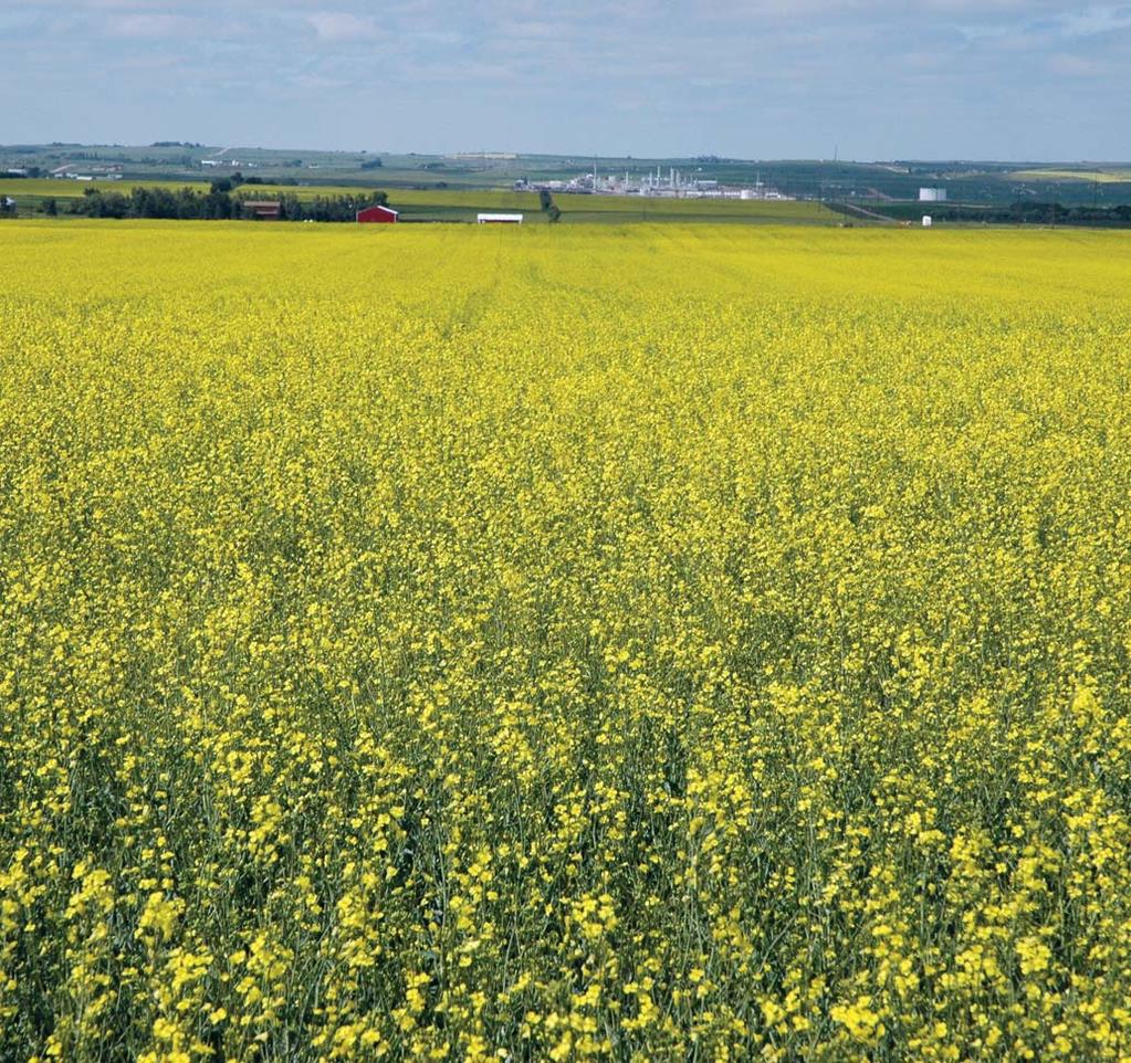 Canola field. (Photo by Sam Markell, NDSU) For more information on this and other topics, see: www.ag.ndsu.