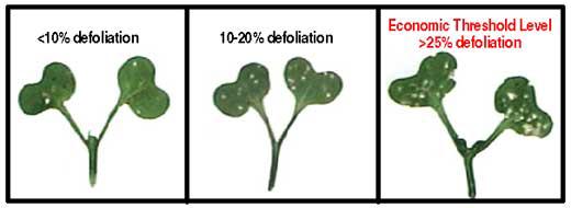 Applying controls at 25% defoliation will reduce the risk of flea beetles reaching a level where yield loss and plant development are substantially reduced.