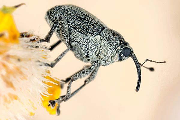 Cabbage Seed Pod Weevil 1) Pest Description: - Adult weevils are ash-grey and