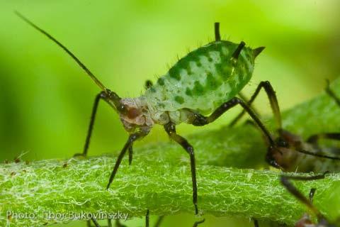 1) Pest Description: Cabbage Aphid - Aphids are small pear-shaped insects that may be green, yellow, brown, red, or black depending on the species and