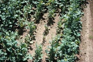 - Canola damaged in the seedling stage appears stunted and is more susceptible to winterkill.