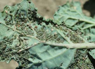 2) Damage/Symptoms: Cabbage Aphid As the heads emerge and bloom begins, aphids will
