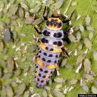 Cabbage Aphid 4) Management Options: Biological Control: - Several natural enemies help to