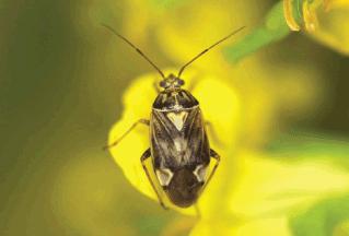 Lygus bug (Tarnished Plant Bug) 1) Pest Description: - Adult are approximately 3
