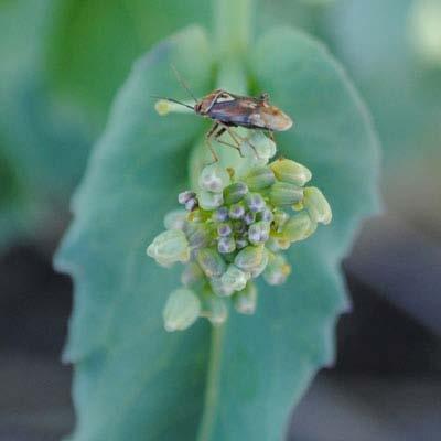Lygus bug (Tarnished Plant Bug) 2) Damage/Symptoms: - Adult bugs feed on developing