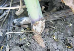 Blackleg (Stem Canker) 3) Damage Indicators/Symptoms: - Severely affected plants are stunted, wilt, and turn a dull blue-red color.