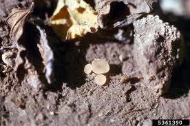 (Apothecia) Tiny mushroom-like bodies produce millions of airborne spores.