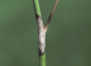 Sclerotinia (Stem Rot) 2) Appearance/Symptoms: - Premature ripening of plants - Stems