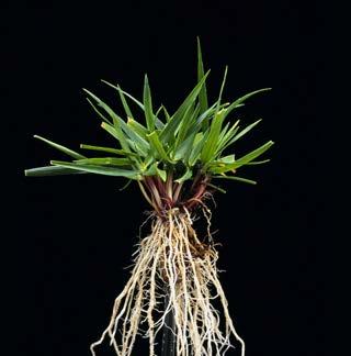 Tall fescue (Festuca arundinacea)» Tufted & rhizomatous» Medium-slow establishment temp!