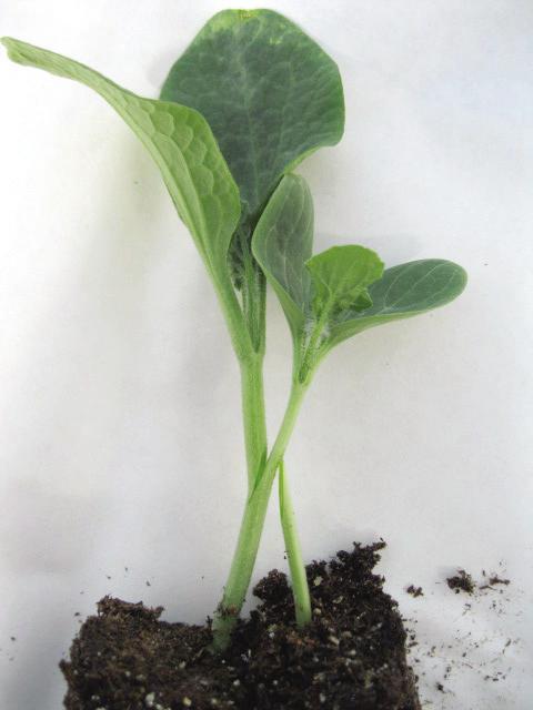 (Figure 3D). Figure 4 shows this grafting technique with actual plants. Place the joined plant in a transplant tray or small pot.