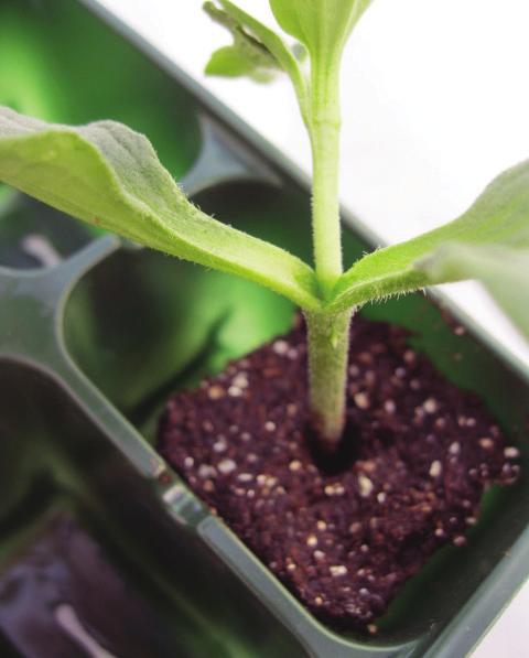 Cut the scion below the cotyledons at a 45 angle on two sides to form a wedge (Figure 5B) and insert it into the rootstock (Figure 5C). Figure 6 shows this grafting technique with actual plants.