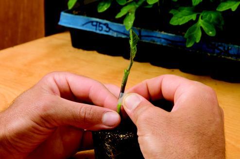 Likewise, if the rootstock is larger than the scion, you can move up above the cotyledons on the rootstock for a smaller stem diameter.