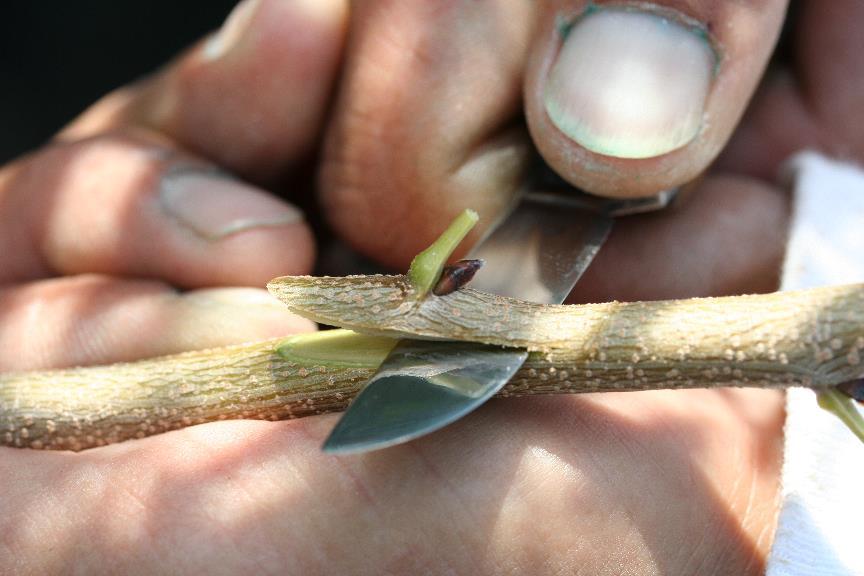 Shield containing the vegetative bud is cut
