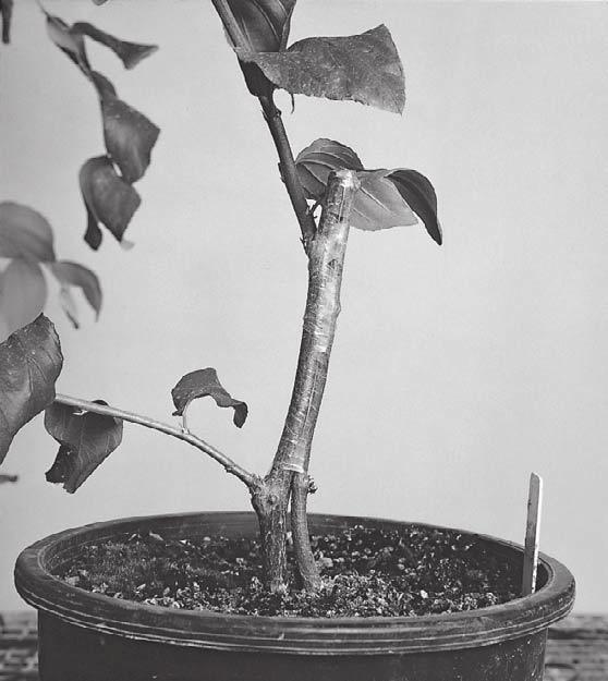 Grafting techniques 37 Figure 24. Detached approach style graft of Indian jujube. Growing scion on left, beheaded rootstock on right.