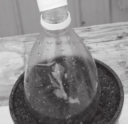 Methods for selected species 43 Figure 26. Grafted banksia covered with half a plastic drink bottle. of phosphorus in the growing medium.