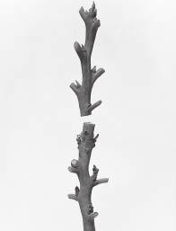 Older, larger rootstocks can be bark grafted (Figure 29D). Bud burst of the scion is rapid and may be as soon as two weeks after grafting.