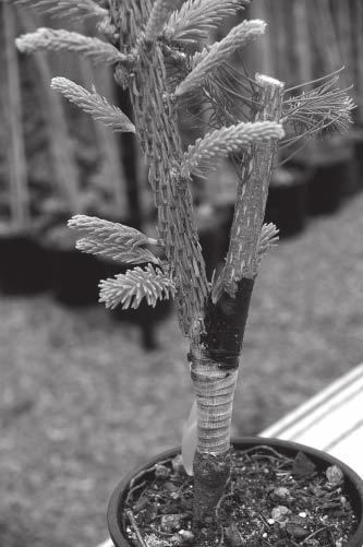 Methods for selected species 63 Figure 38. Conifer side veneer graft. two-third of cuttings, wound and dip base of cutting in a rooting hormone such as indole butyric acid (IBA).