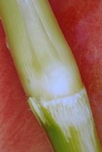 lateral bud effective on proliferation stage of vetiver. The environmental conditions of nethouse can be instead of the growth chamber for multiplication. Rooting in vitro node Photo 1.