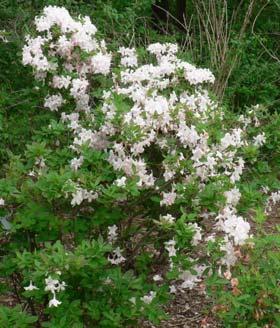 The names Azalea and Rhododendron are general terms used to describe sub-groups within the genus.