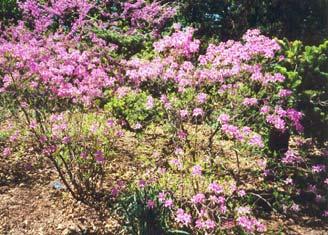 4m (8-0 ) Hardy: To 40ºC Orchid Lights Azalea (pictured left) Flower color: Lilac pink Hardy: To 45ºC Mature height/spread: 1.