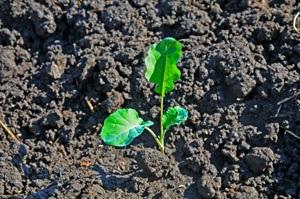 established, may not need fertilizing every year. However, a soil test or visual symptoms will help determine plant needs.
