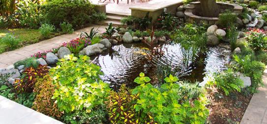 Adding Pond Plants Pond plants add an incredibly attractive element to your pond. But they also play a vital role in helping maintain the overall health and appearance of your pond.