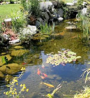 Here are some other considerations for adding fish. Enjoyment: The movement that fish add as they dart about add both interest and enjoyment to your pondscape.