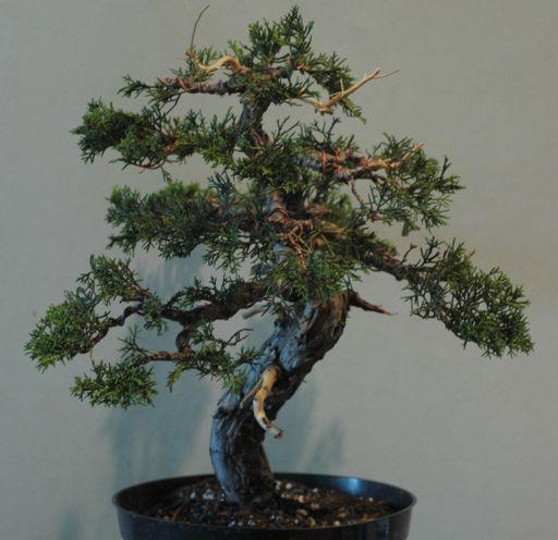 THE TWIG Bring your own bonsai to work on AND Share Your Ideas and Knowledge July 26 at Albany County Cooperative Extension Voorheesville NY at Noon Since No one signed up to host July, please bring