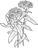 159. Zinnia, Giant Dahlia, variegated or bicolor, 1 bloom 160. Zinnia, Giant Dahlia, green, 1 bloom 161.