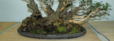 sinensis - Privet bonsai with