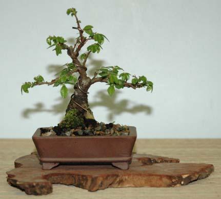 parvifolia Chinese Elm bonsai