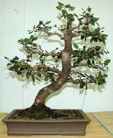 Leafed Privet bonsai Ulmus 