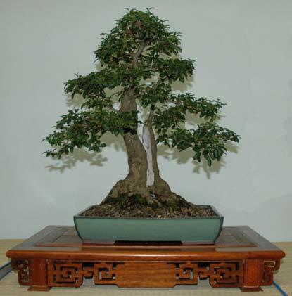 Little Ruby Fig bonsai 2006