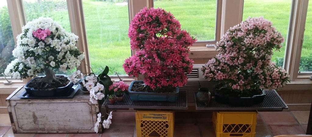 Helene Magruder has some beautiful large azaleas and they were in full bloom this May and June. Helene does a great job preparing these trees for full bloom. Enjoy!