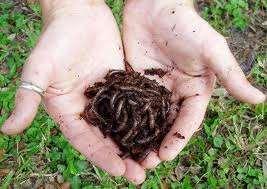 Vermicomposting Vermi-culture- is the artificial rearing or cultivation of earthworms Worm bin- is any container that holds earthworms, their bedding